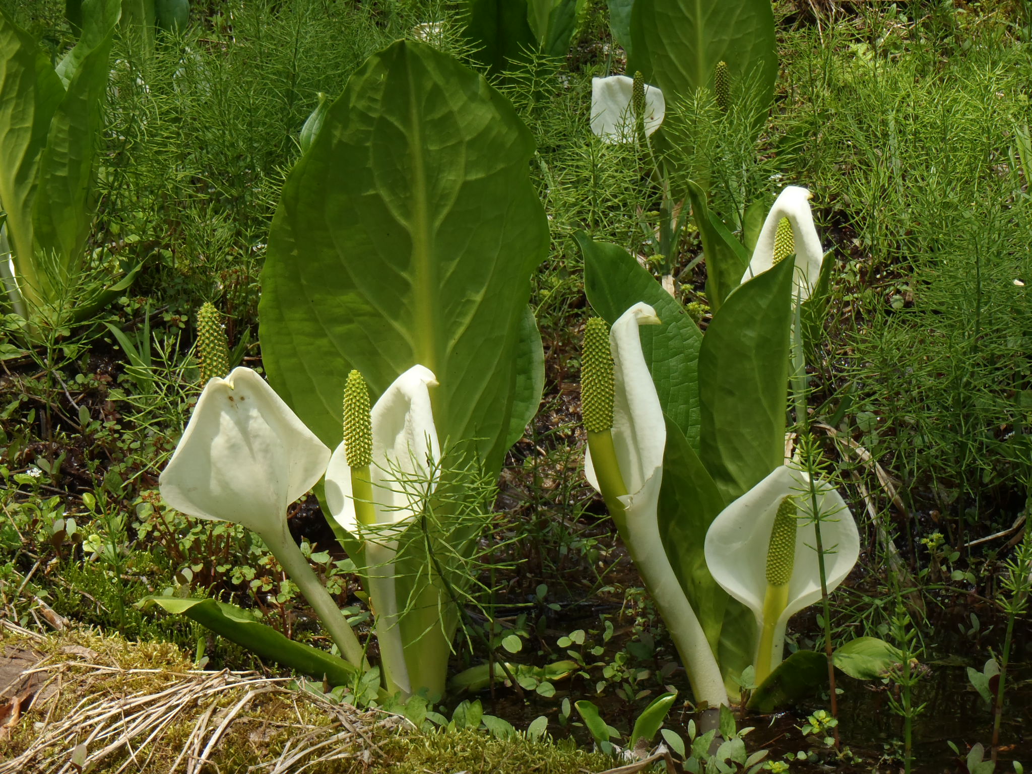 水芭蕉の森 １０１座からの山歩き