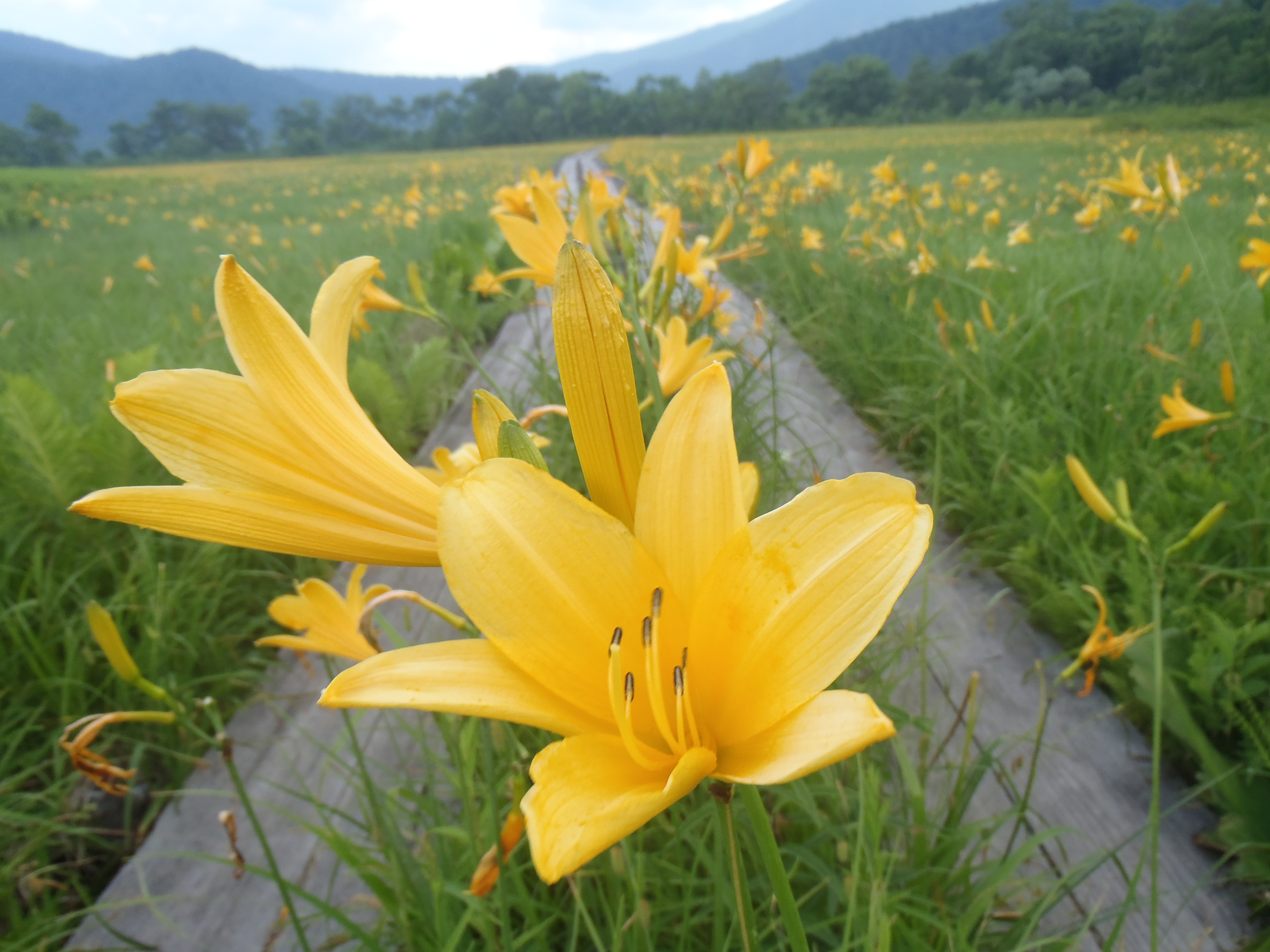 尾瀬 アヤメ平 尾瀬ヶ原 １０１座からの山歩き