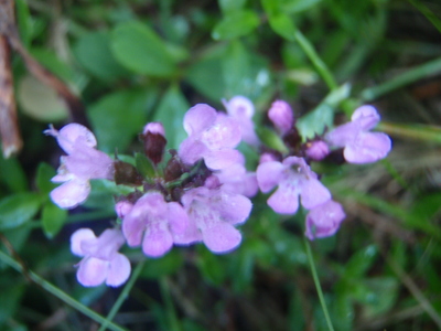 P7180048.jpg